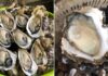“Six Groups Who Should Avoid Eating Oysters”