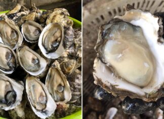 “Six Groups Who Should Avoid Eating Oysters”
