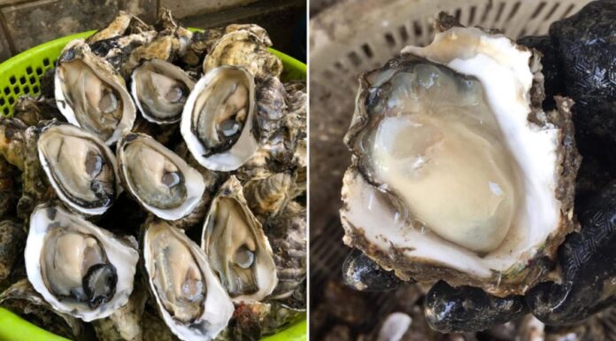“Six Groups Who Should Avoid Eating Oysters”