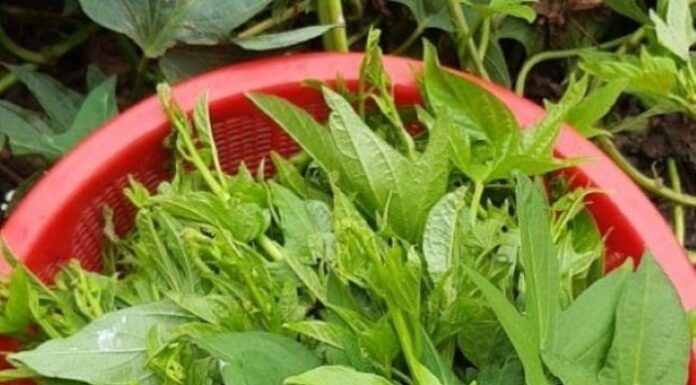The Ultimate Guide to Stir-Frying Sweet Potato Leaves: A Crisp, Tasty, and Vibrant Dish