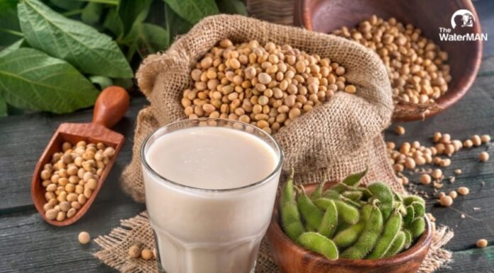 The Best 3 Drinks for Your Snake Plant: Watch it Thrive with These Affordable Liquids