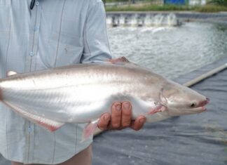 The Tasty White-Fleshed Delicacy: A Profitable Venture for a Soc Trang Farmer