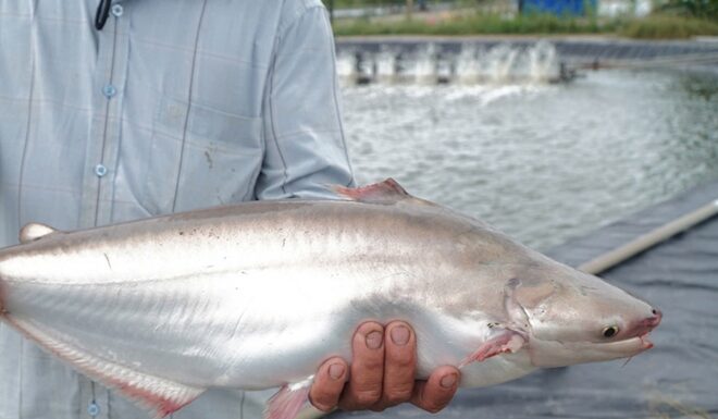 The Tasty White-Fleshed Delicacy: A Profitable Venture for a Soc Trang Farmer