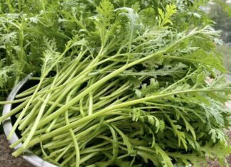 The Emperor’s Delight: Unveiling the Ultimate Superfood.