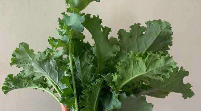 6 Vegetables to Improve Your Sleep Quality