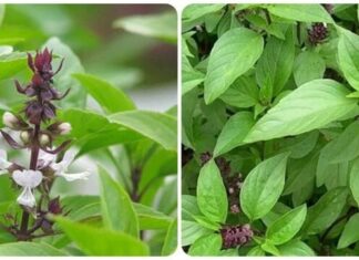 The Ultimate Spice to Prevent Cancer: Grow This, Stay Healthy