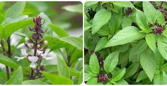 The Ultimate Spice to Prevent Cancer: Grow This, Stay Healthy