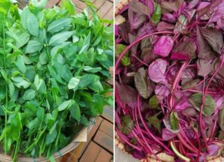 The Ultimate Guide to Calcium-Rich Vegetables: 5 Superfoods Hiding in Plain Sight.