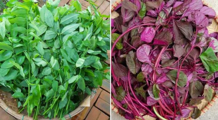 The Ultimate Guide to Calcium-Rich Vegetables: 5 Superfoods Hiding in Plain Sight.