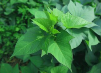 The Everlasting Vegetables: From Pig Feed to Palate Pleaser