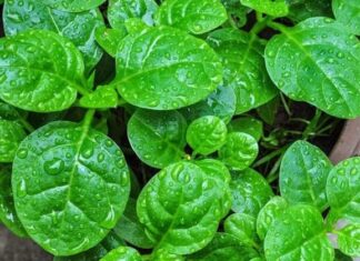 7 Cheap and Nutritious Vegetables You Can Find at Your Local Market