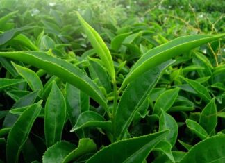 The Ultimate Guide to Achieving Flawless Skin with Green Tea: Simple Yet Effective Secrets Revealed