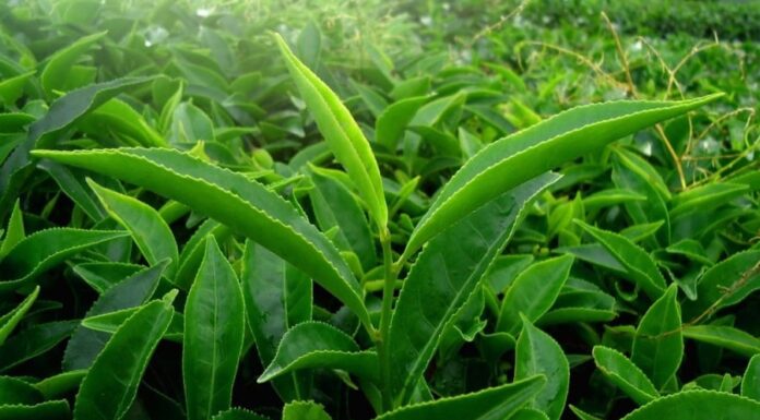 Unlock the Secrets to Flawless Skin with Green Tea: A Simple Yet Effective Guide