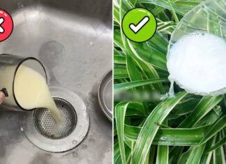 “Don’t Throw Away Expired Milk, Use It for These 4 Things and Save Money”