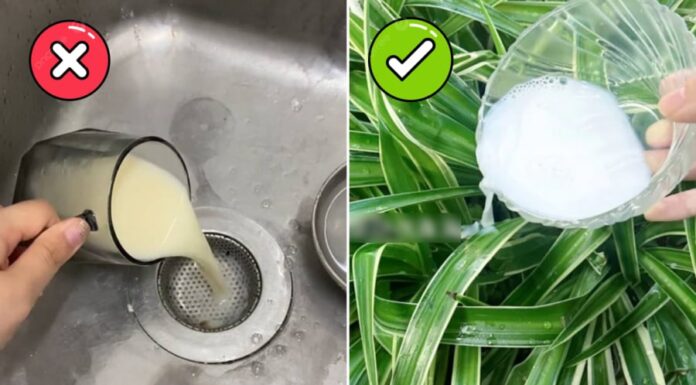 “Don’t Throw Away Expired Milk, Use It for These 4 Things and Save Money”