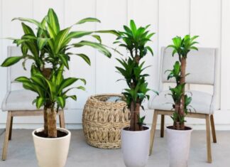 Attract Wealth and Prosperity with the Lucky Golden Cane Palm, But Beware of This One Crucial Factor or Your Fortune May Fade Away