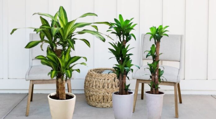 Attract Wealth and Prosperity with the Lucky Golden Cane Palm, But Beware of This One Crucial Factor or Your Fortune May Fade Away