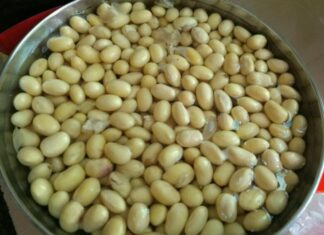 The Ultimate Guide to Feeding Your Bougainvillea: Achieve Vibrant Blooms and a Strong Root System by March