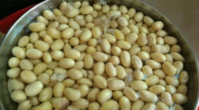 The Ultimate Guide to Feeding Your Bougainvillea: Achieve Vibrant Blooms and a Strong Root System by March