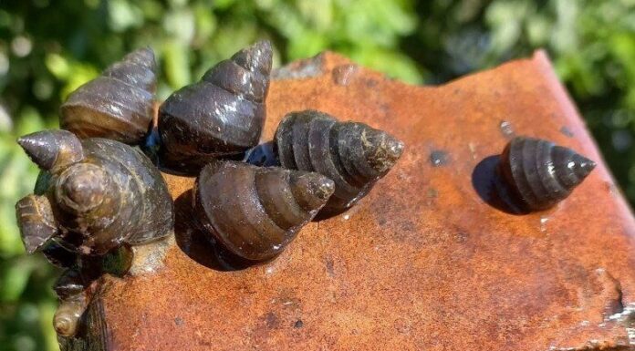 The Ultimate Guide to Buying the Freshest and Tastiest Seafood: Unveiling the Ancient Secret to Choosing the Best Catch