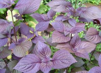 Super-Veggie: Unlocking the Power of Oriental Herb, Tia To