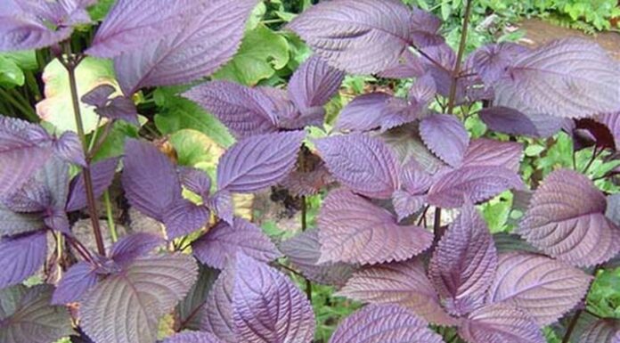 Super-Veggie: Unlocking the Power of Oriental Herb, Tia To