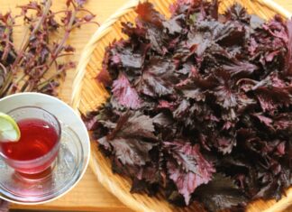 The Magic of Perilla Leaves: A Natural Remedy for Cold and Flu Prevention and Treatment