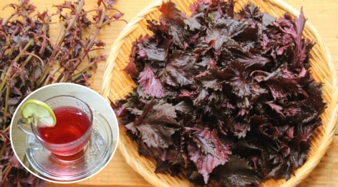 The Magic of Perilla Leaves: A Natural Remedy for Cold and Flu Prevention and Treatment