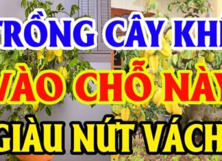 The Ultimate Guide to Planting Carambola Trees: Unlocking Wealth and Abundance with Just One Tree