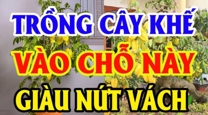 The Ultimate Guide to Planting Carambola Trees: Unlocking Wealth and Abundance with Just One Tree