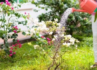 The Ultimate Scent: Unveiling the Secrets of Paper Fragrance’s Finest
A delicate dance of scent and sensation, this is a tale of two exquisite paper fragrances. A single spoonful of their potent essence is a journey through blooming florals, an explosion of scent that captivates and enthralls.