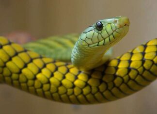 The New Fortune: Unlocking Prosperity and Prominent Career Success with the Ancestral Luck Ritual Post 8/3