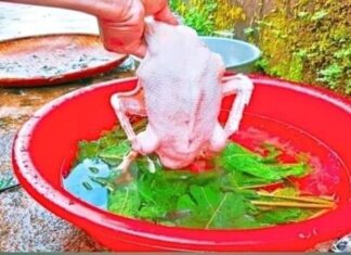 Plucking Duck Feathers with Garden-Grown Mulberry Leaves: An Efficient and Time-saving Method for a Feather-free Bird.