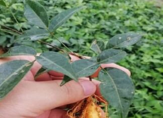 The Wild Tree of Vietnam: Unlocking Nature’s “Miracle Cure” for Coughs and an Energizing Tonic Comparable to Ginseng