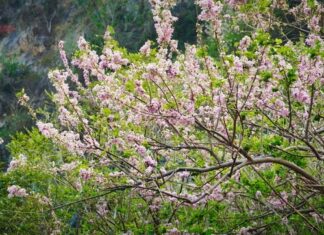 The City of Vung Tau Illuminated by the Blooming of Thousands of Apricot Trees.
