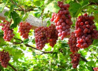 The Fruit That’s Known as “Nature’s Candy” for Its Cancer-Fighting and Anti-Aging Benefits