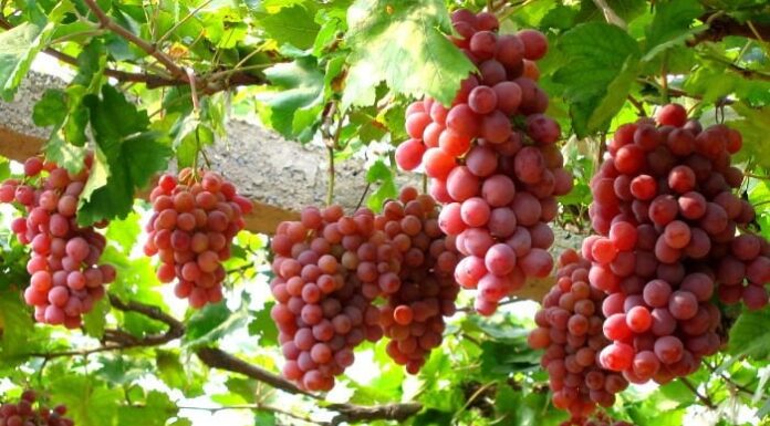 The Fruit That’s Known as “Nature’s Candy” for Its Cancer-Fighting and Anti-Aging Benefits