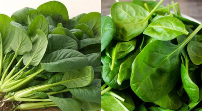 Liver Care is Healthcare: 4 Superfoods for Liver Health that You Should Eat Daily