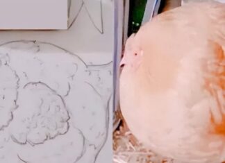 The Fourth Grader’s Chicken Drawing that Went Viral: Why the Low Grade Despite its Lifelike Quality?