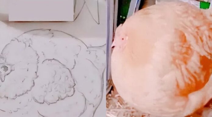 The Fourth Grader’s Chicken Drawing that Went Viral: Why the Low Grade Despite its Lifelike Quality?