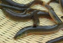 The Ultimate Seasonal Delicacy: Fish as “Ginseng of the Water”, a Once-a-Year Treat with Nutritious and Delicious Meat.