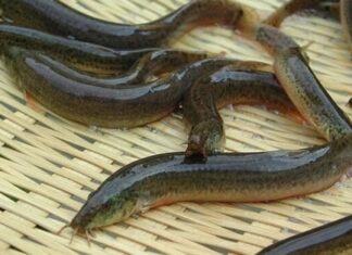 The Ultimate Seasonal Delicacy: Fish as “Ginseng of the Water”, a Once-a-Year Treat with Nutritious and Delicious Meat.