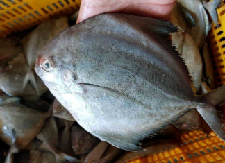 The Ultimate Fish Delight: A Tender, Sweet Treat with a Healthy Twist.