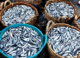 The Ultimate Guide to Superfoods: 5 Fish to Buy Now for a Healthy Boost