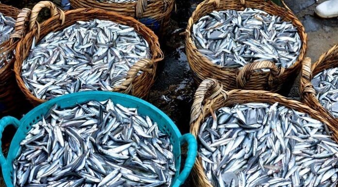 The Ultimate Guide to Superfoods: 5 Fish to Buy Now for a Healthy Boost