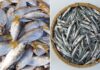 6 Types of Fish That Are Rich in Omega-3 and Won’t Break the Bank