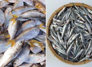 6 Types of Fish That Are Rich in Omega-3 and Won’t Break the Bank
