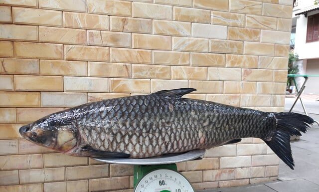 The Ultimate Guide to Choosing the Right Fish: Length vs. Girth – Uncover the Surprising Choice that Leaves 9 Out of 10 Shoppers Baffled.