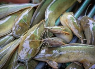 The Fish That’s Loaded with Mercury: A Warning to Shoppers