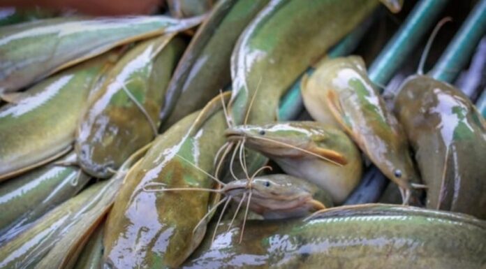 The Fish That’s Loaded with Mercury: A Warning to Shoppers